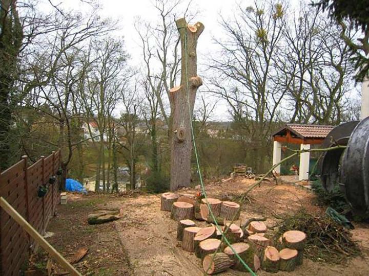 Tous travaux d’élagage et d’abattage d’arbres