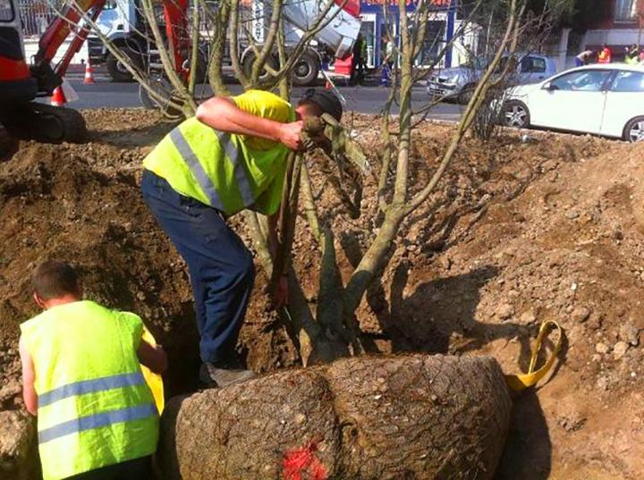 Élagage et abattage d’arbres Eure-et-Loir